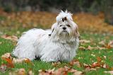 SHIH TZU 129